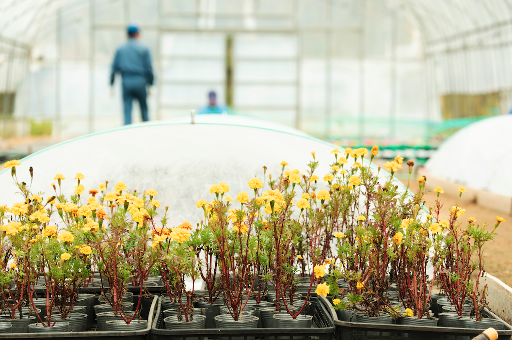 吉備の里 なでしこ